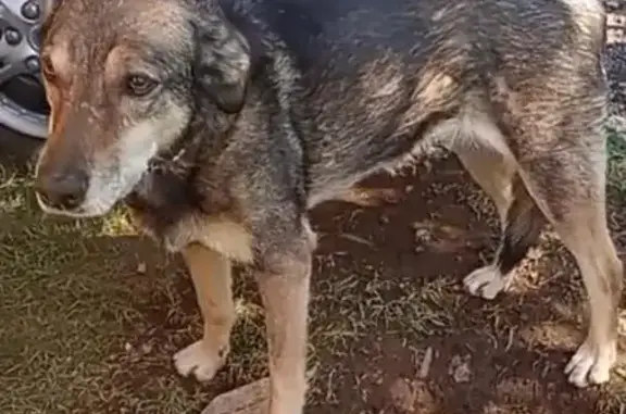 Perdido perro hembra, Carretera México - Toluca, 139, Huixquilucan - photo