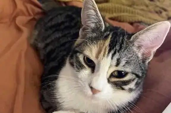 Lost pets Sydney, photo: Lost cat, Pacific Highway, 1740, Ku-ring-gai Council, Sydney - female, short hair