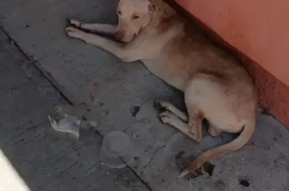 Encontrado perro macho en Tuxt...
