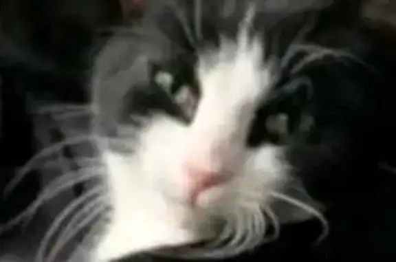 Chat perdu, Genas, photo: Chat perdu, Rue Roger Salengro, 16, Genas - petit noir et blanc