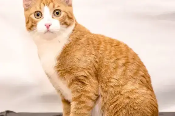 Lost cat, Australia Road, Sutherland Shire Council, Saint Marys - male, very timid - photo