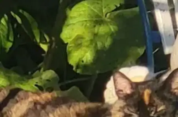Chat perdu mâle, Saint-Aubin-d'Arquenay, Colleville-Montgomery - écaille de tortue très câlin - photo