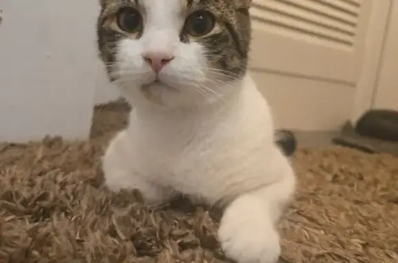 Mixed Tabby(White,Grey,Brown, Black) with brown mark under mouth and white mark behind the ear. He is very skittish but loves a treat, he won't respond to his name out of stubborness. Disappeared overnight, no windows or doors were open but can't find him anywhere, not even behind gaps and cupboards.