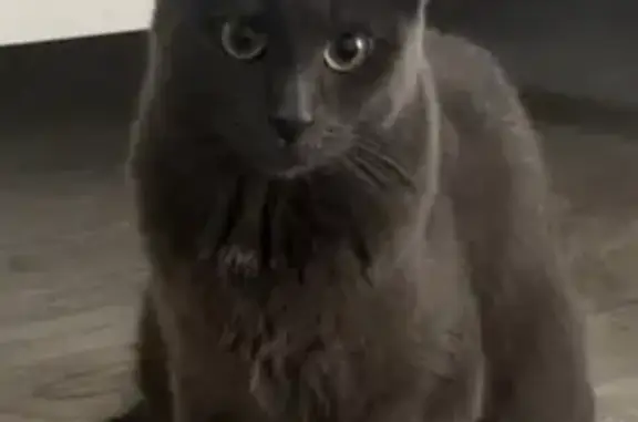 Chat perdu, Rue des Goulvents, 4, Nanterre, Paris - femelle, assez peureuse - photo