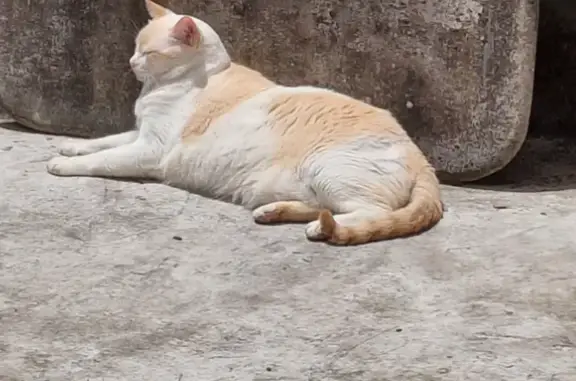 Perdido gato macho, Rua do Ori...