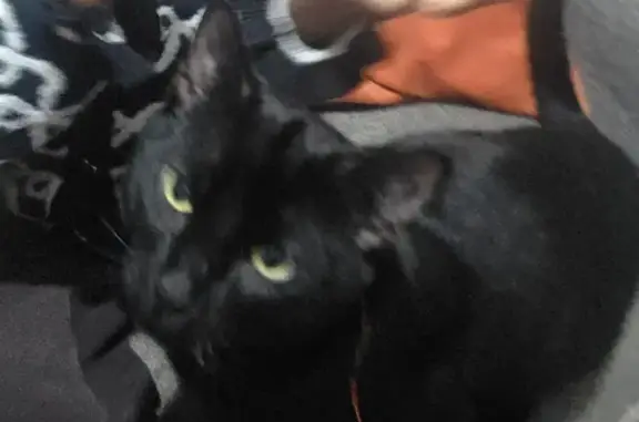 Missing cat Catford, photo: Lost cat, Westdown Road, 2A, Catford — male, black leather collar