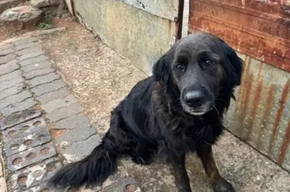 Found pets Cape Town, photo: Found dog, Droste Crescent, 38, Johannesburg - female, medium-sized, brown-black