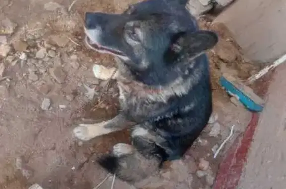 Lost dog, Da Gama Street, Cape Town - male, black and grey coat - photo