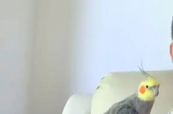 Lost bird, Waterloo Road, Merri-Bek City, Darebin - male cockatiel, grey and yellow - photo