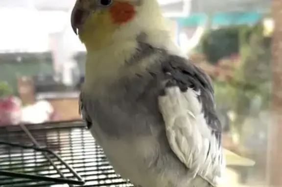 Lost bird, Bradbury Street, 9, Rockingham - male, friendly but nervous if hands - photo