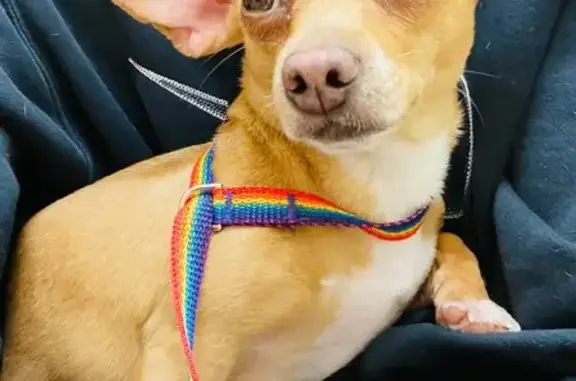 Lost dog, Dunkirk, New York - photo