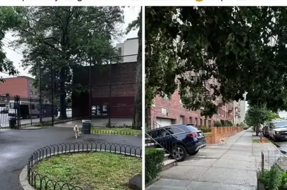 Lost dog, Ocean Parkway, 2601, Brooklyn - female, yellow, scared - photo