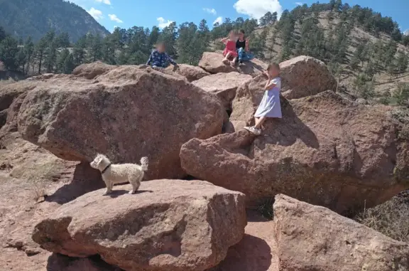 Lost dog, East Elgin Place, 653, Denver - white dog with collar - photo