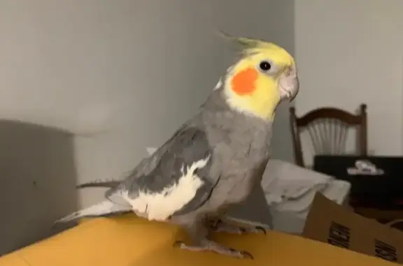 Lost bird, Kreyssig Drive, Hope Valley, Hopkinton - shy and sweet - photo