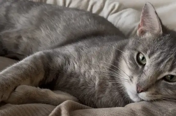 Lost cat, Gilfillan Avenue, Carver - gray tabby with a clipped ear - photo