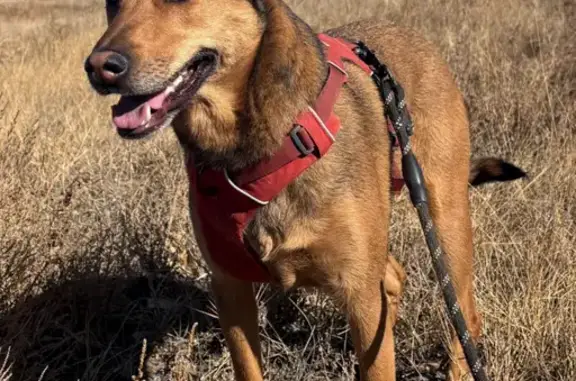 Lost dog, female, Truda Drive, 2143, Denver - very friendly, shy - photo
