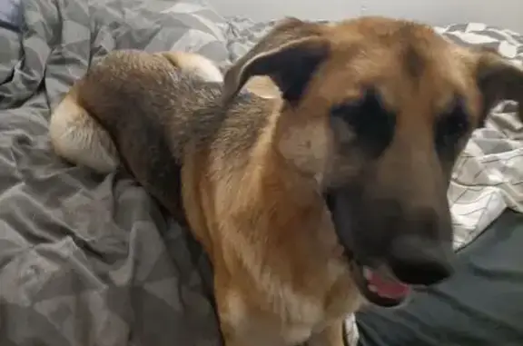 Lost dog, Sutherland Street, Merri-Bek City, Fairfield - female black and tan German shepherd - photo