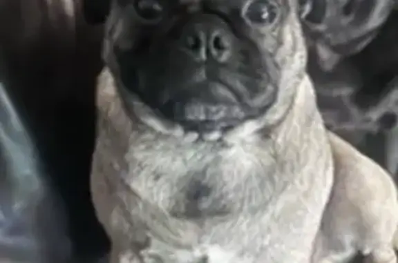 Lost pets Auburn, photo: Lost dog — male, Auburn