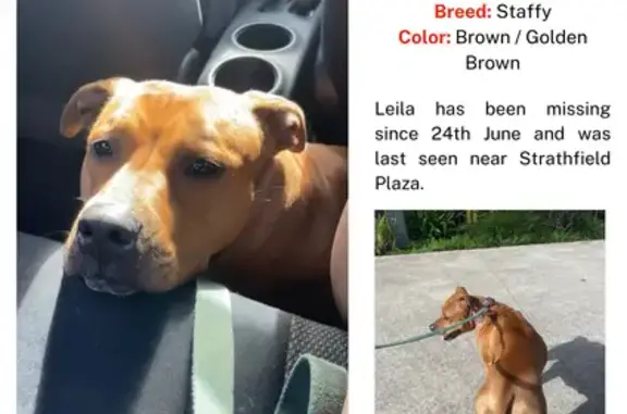 Lost dog, Churchill Avenue, 40, Strathfield, Sydney — female, scared of males - photo