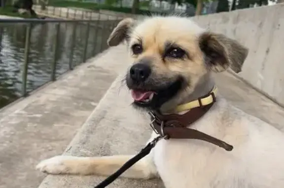 Perdido perro hembra en Vélez-Málaga, Andalucía - beige, hocico y ojos negros - photo