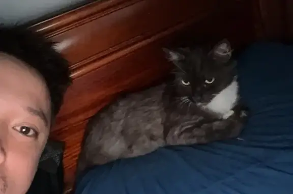 Lost cat, Epsom Road, 26, Moonee Valley, Maribyrnong - female, desexed - photo