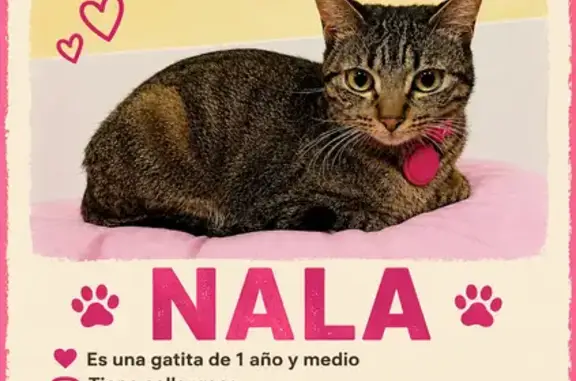 Perdido gato hembra, Rúa dos Abeledos, Monforte de Lemos, Ourense — un año y medio, con collar y AirTag rosa - photo