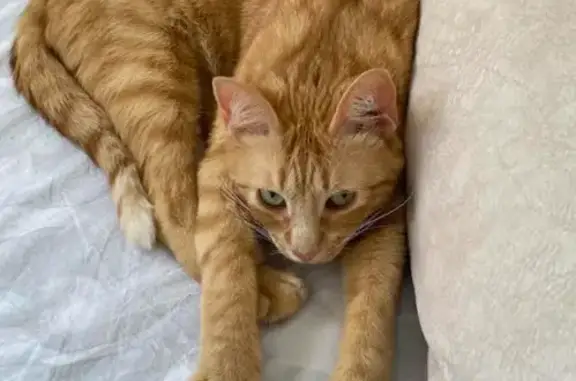 Animales perdidos Terrassa, foto: Perdido gato masculino, Carrer Millars, 30, Terrassa - pelirrojo de ojos verdes