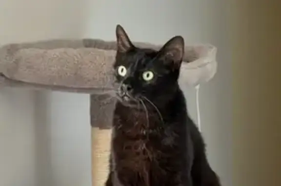 Perdido gato macho, Calle Alta, 109, Santander - negro con ojos verdosos - photo