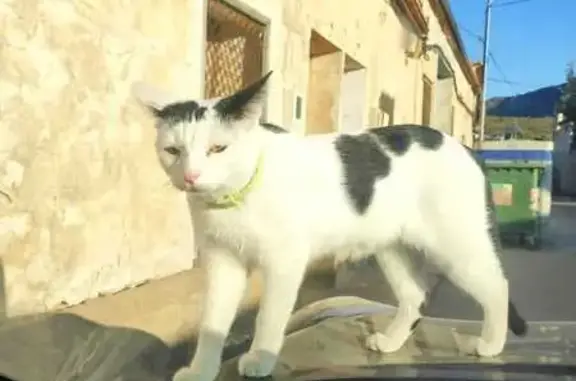 Perdido gato hembra, Calle de Escoto, 20, Alicante - blanca con manchas negras y ojos amarillos - photo