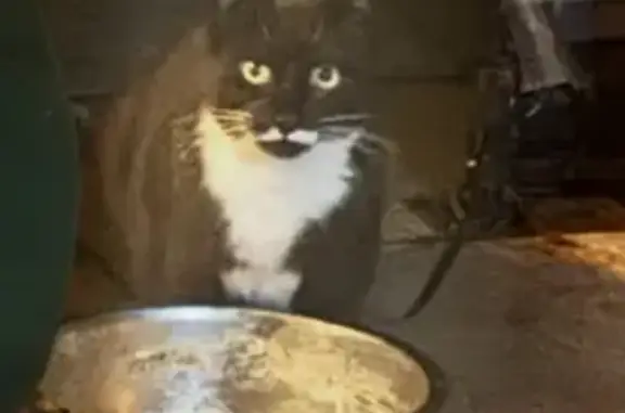 Found cat Bridgewater, photo: Found cat, Carey Gully Road, 368, Bridgewater — black, white chest and paws