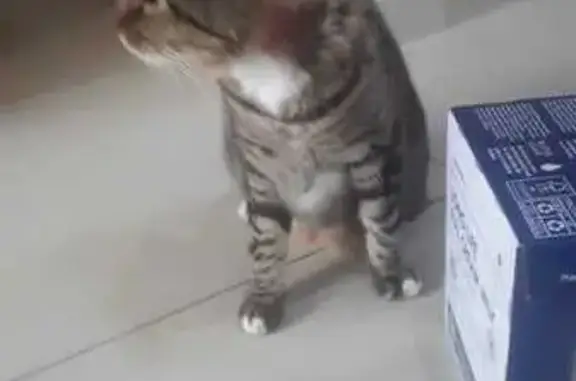 Found cat Rosebank, photo: Found cat, The Avenue, Cape Town, Rosebank — missing leg, missing patch of fur on the left side of the neck