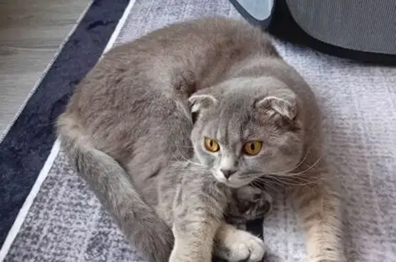 Lost cat, Major Road, Stratford - light grey, shy and quiet female - photo