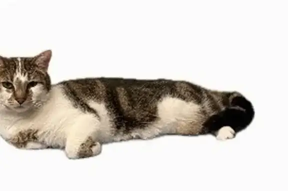Chat perdu mâle, Paris - docile et très câlin - photo