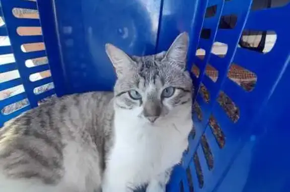 Gato perdido macho, Calle Carmen Martín Gaite, 6, Nambroca, Toledo - siamés de ojos azules - photo