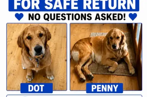 Lost dog, Bayview Drive, 33, Launceston - female dark Golden Retriever with 2 collars - photo