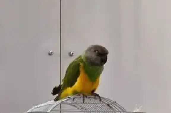 Lost pets Serangoon, photo: Lost bird, Fernvale Road, 406B, Serangoon - male, green leg ring