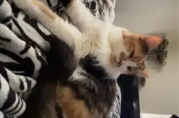 Lost and found pets Jacksonville, photo: Lost cat, 105th Street, 6370, Jacksonville - long-haired calico, microchipped