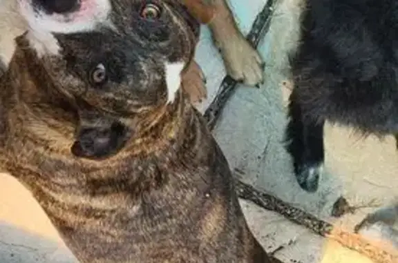 Lost dog, AR 221, Arkansas, Eureka Springs — small female pit with a white belly and white tail tip - photo