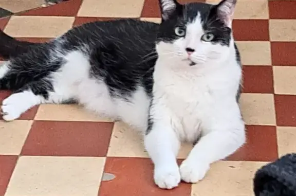 Chat perdu mâle, Rue Auguste Potié, 139, Haubourdin - très craintif - photo