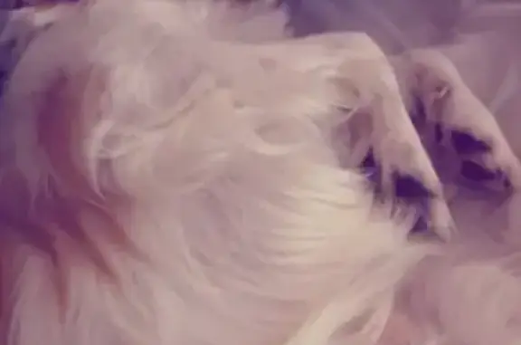 Lost dog, Van Keuren Avenue, 48, Bound Brook - small, white with brown patches - photo