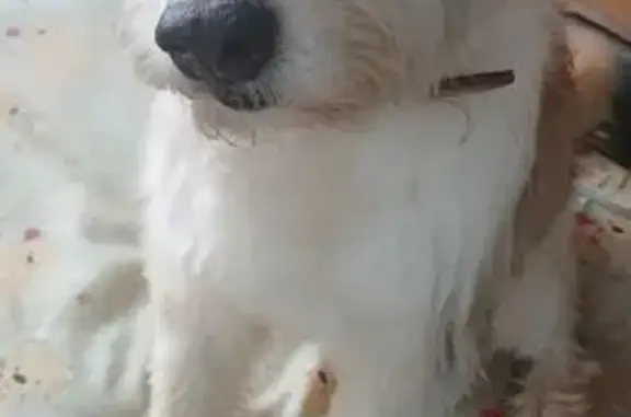Encontrado cachorro fêmea, Avenida Riachuelo, 25 - branca com bege, orelha cinza claro - photo