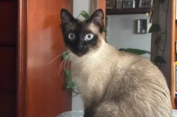 Perdido gato masculino, Travesía da Ramallosa, A Ramallosa, Santiago de Compostela - cola doblada y tamaño pequeño - photo