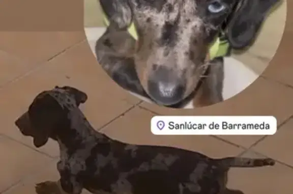 Perdido perro hembra, Callejón Bayoneta (Bonanza), Sanlúcar de Barrameda - photo