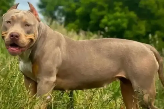 Perdu chien femelle, Oradour-Saint-Genest, Le Dorat — American Bully, oreilles coupées - photo