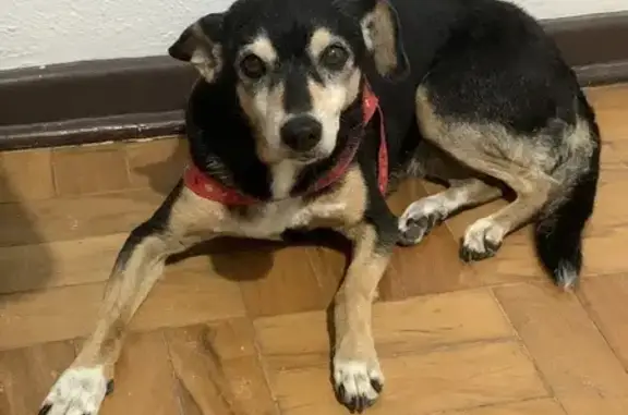 Cachorro perdido Fêmea (brl003013) - photo