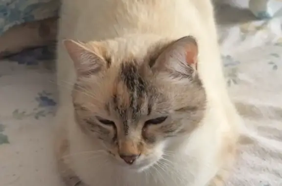 Chat perdu femelle, Chemin des Fontanilles, 207, Bouvesse-Quirieu, Villefranche-sur-Saône - timide et peureuse - photo