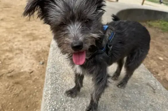 Perro perdido macho, Paseo del Deleite, 111, Aranjuez — muy miedoso - photo