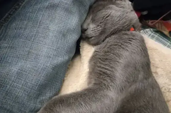 Lost cat, East Lake Washington Boulevard, Seattle - male Russian Blue with off-white markings and green eyes - photo