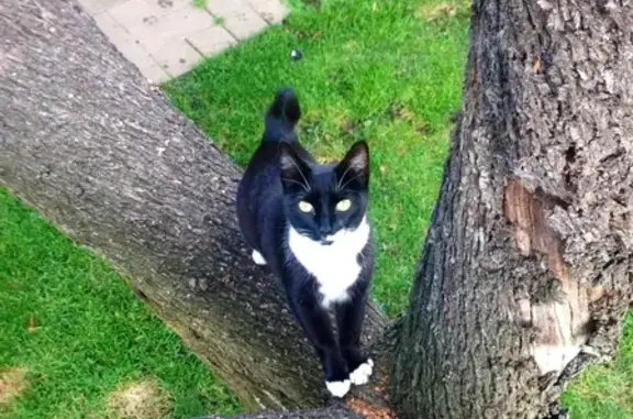 Lost and found pets Cupertino, photo: Lost cat, Dunbar Drive, 20790, Cupertino - female, very short tail