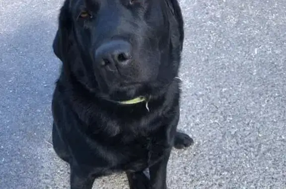 Perdido perro hembra, Aigües, 03569, Alicante, España, Benidorm - negra y muy simpática - photo